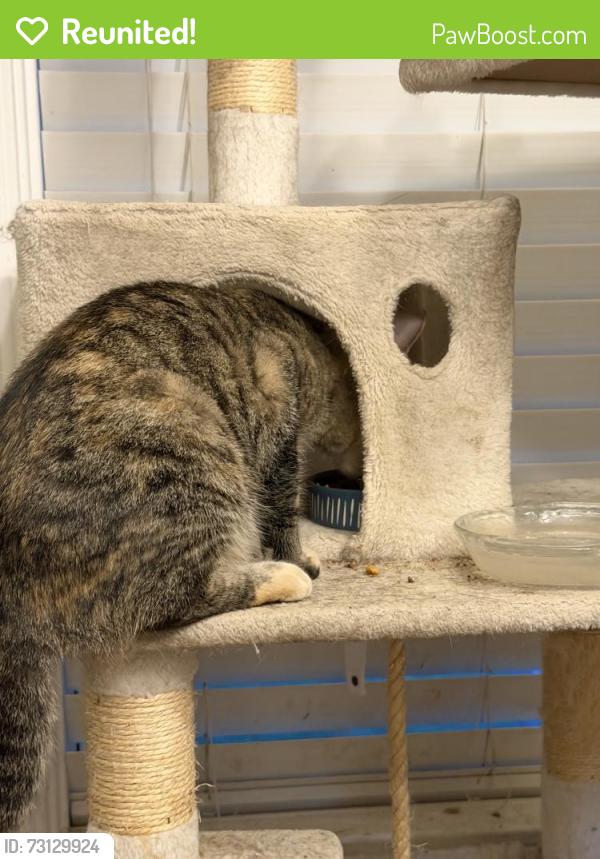 Reunited Female Cat last seen Longden Ave and Mayflower Ave, Arcadia, CA 91006