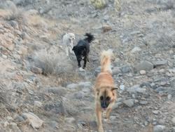 Found/Stray Female Dog last seen Exit beaverdam arizona, Beaver Dam, AZ 86432