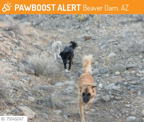 Found/Stray Female Dog last seen Exit beaverdam arizona, Beaver Dam, AZ 86432
