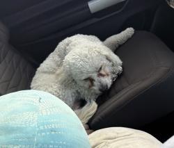 Lost Male Dog last seen W McFadden Ave & Rait, Santa Ana, CA 92703