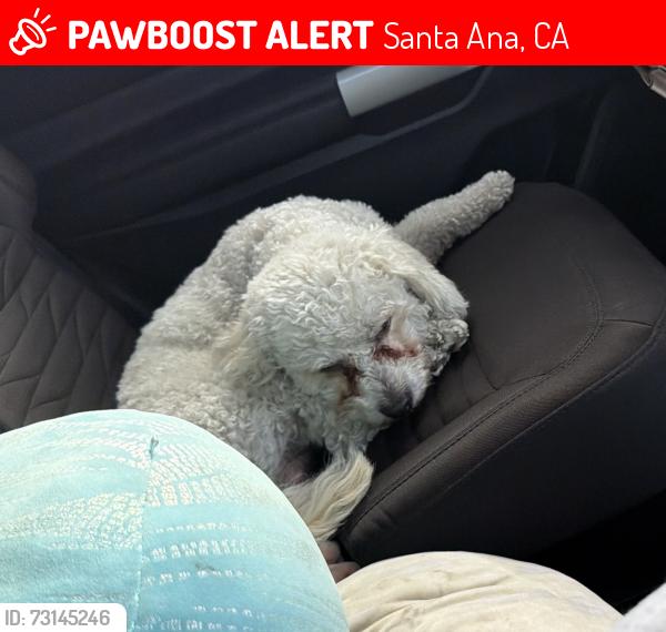 Lost Male Dog last seen W McFadden Ave & Rait, Santa Ana, CA 92703