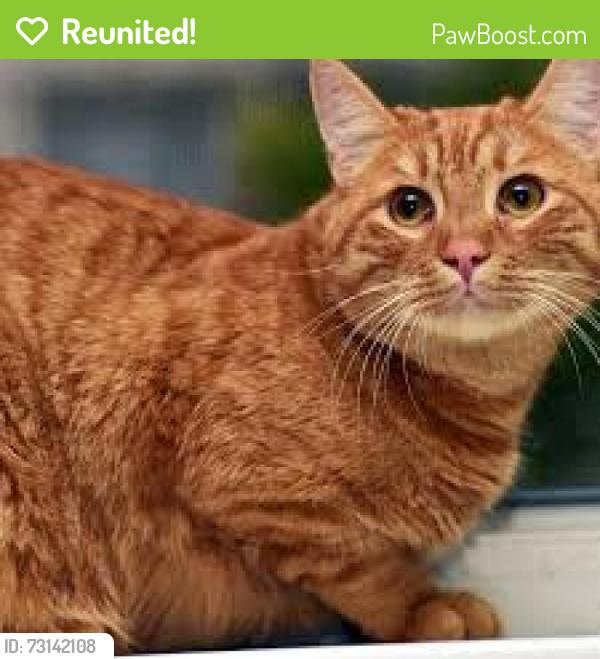 Reunited Male Cat last seen Cortona Way (McDonalds) Brentwood, Brentwood, CA 94513