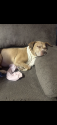 Reunited Female Dog last seen Last seen between vinal and Paige on 43rd st nw, Canton, OH 44709