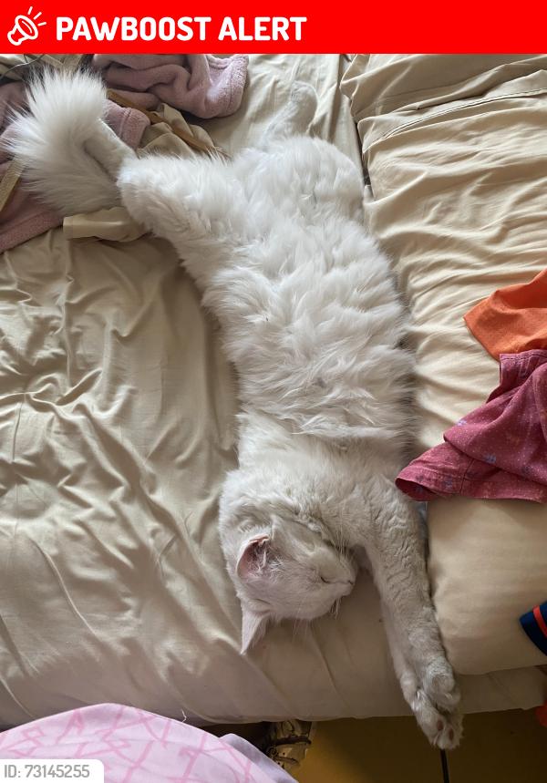 Lost Male Cat last seen Calle rosa 103 B en las margaritas metepec, San Jorge Pueblo Nuevo, Méx. 52165