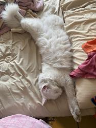Lost Male Cat last seen Calle rosa 103 B en las margaritas metepec, San Jorge Pueblo Nuevo, Méx. 52165