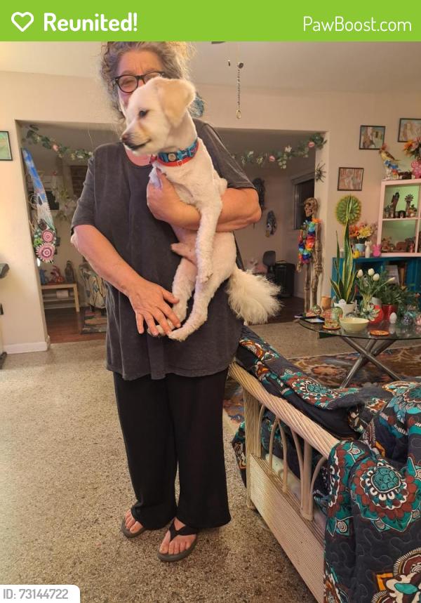 Reunited Male Dog last seen Viburnum lane Winter Park, Goldenrod, FL 32792