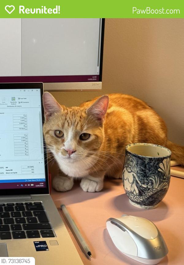 Reunited Male Cat last seen RRG Toyota Altrincham, Timperley, England 