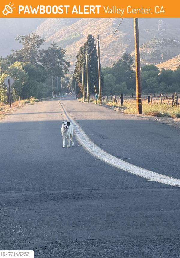 Found/Stray Male Dog last seen Couser Canyon & 76, Valley Center, CA 92082
