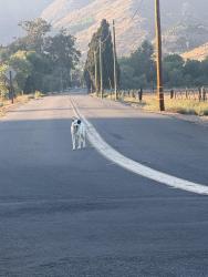 Found/Stray Male Dog last seen Couser Canyon & 76, Valley Center, CA 92082