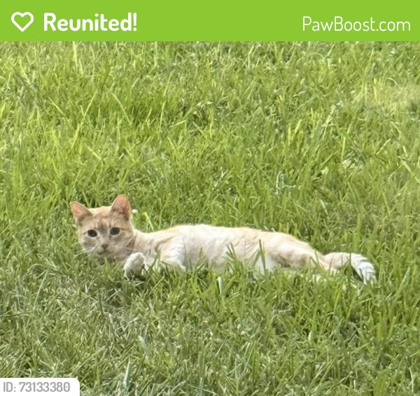 Reunited Male Cat last seen Sterling Pond Neighborhood - specifically on West Sterling Pond Circle, The Woodlands, TX 77382