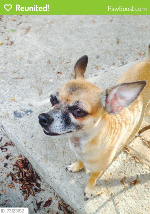 Reunited Female Dog last seen Myra Ave and L street, Chula Vista, CA 91910