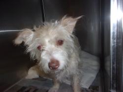 Shelter Stray Female Dog last seen , 14409 Vanowen St, Van Nuys, CA 91405, USA