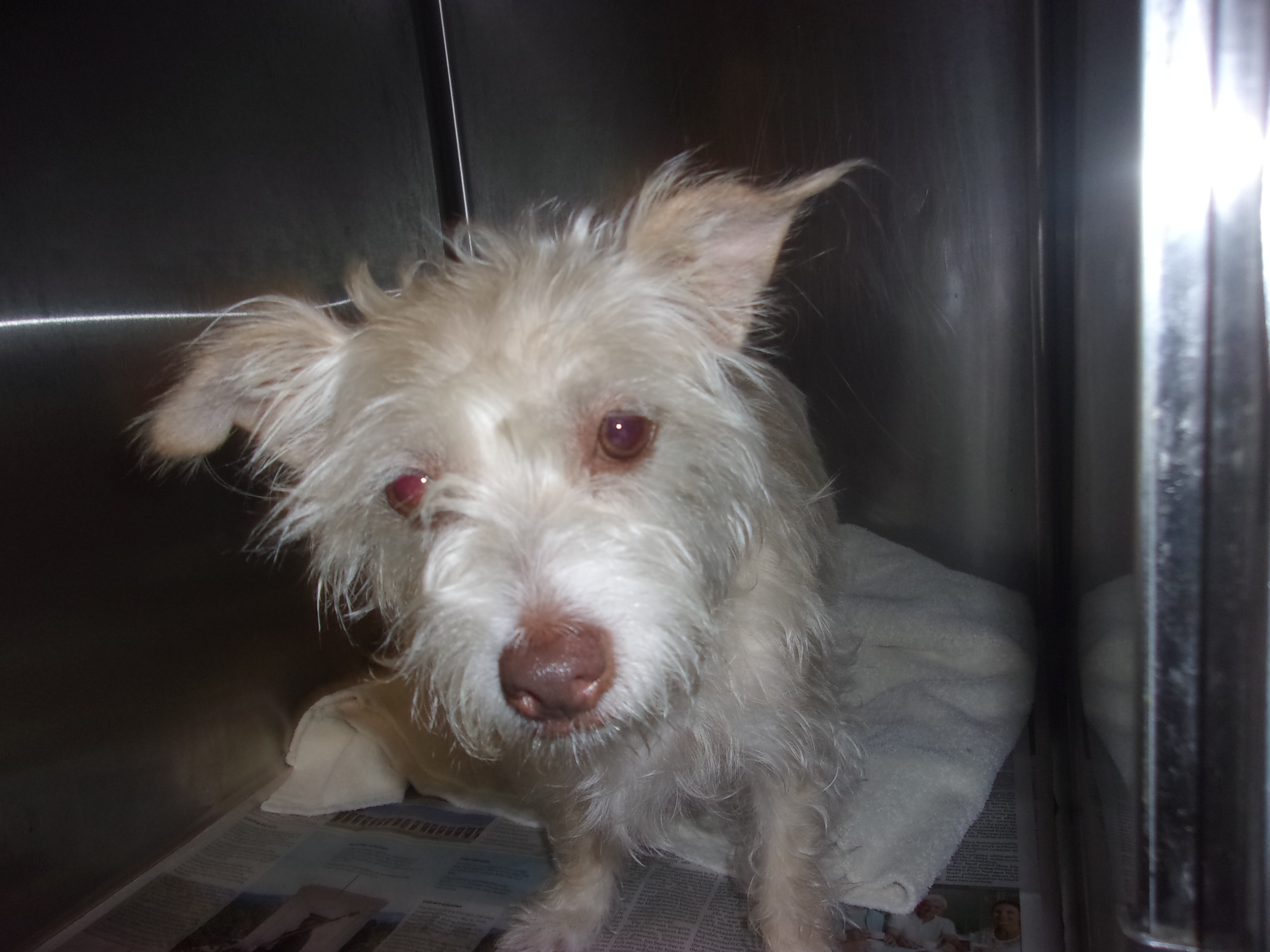 Shelter Stray Female Dog last seen , 14409 Vanowen St, Van Nuys, CA 91405, USA