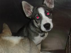 Shelter Stray Male Dog last seen , 14409 Vanowen St, Van Nuys, CA 91405, USA