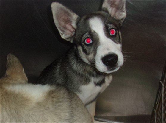 Shelter Stray Male Dog last seen , 14409 Vanowen St, Van Nuys, CA 91405, USA