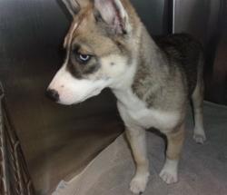 Shelter Stray Female Dog last seen , 14409 Vanowen St, Van Nuys, CA 91405, USA