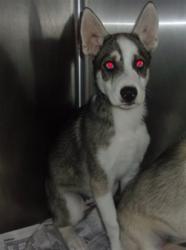 Shelter Stray Male Dog last seen , 14409 Vanowen St, Van Nuys, CA 91405, USA