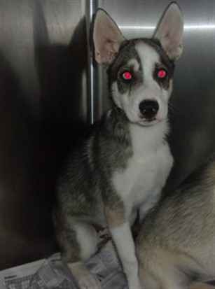 Shelter Stray Male Dog last seen , 14409 Vanowen St, Van Nuys, CA 91405, USA