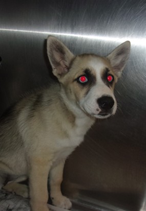 Shelter Stray Female Dog last seen , 14409 Vanowen St, Van Nuys, CA 91405, USA