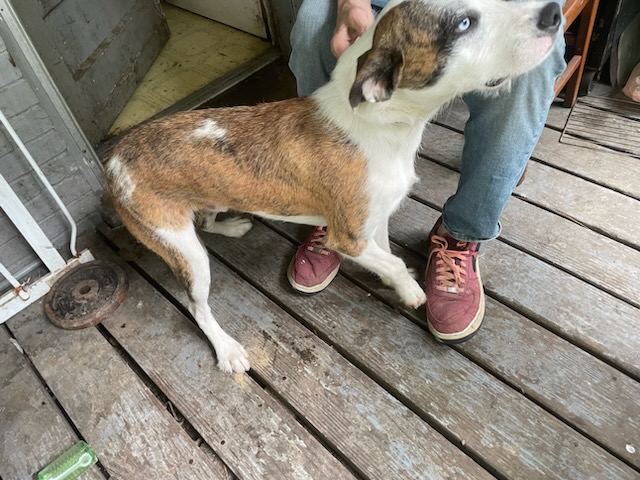 Shelter Stray Male Dog last seen 6911/6912 TRIANGLE DR, 3528 Newburg Rd, Louisville, KY 40218, USA