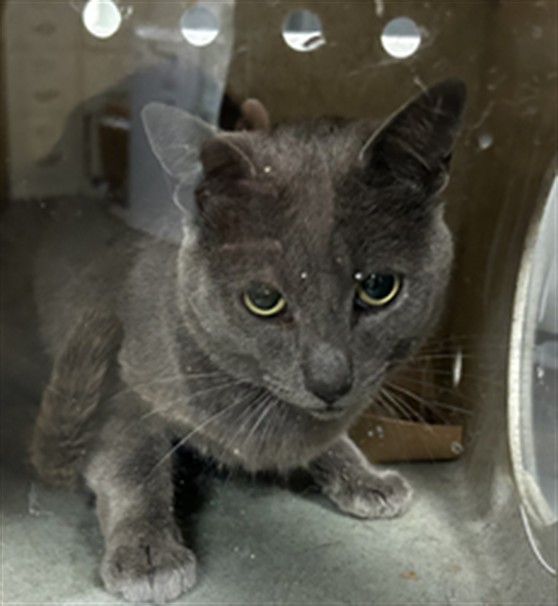 Shelter Stray Female Cat last seen , 1850 W 60th St, Los Angeles, CA 90047, USA