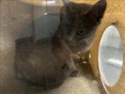Shelter Stray Unknown Cat last seen , 1850 W 60th St, Los Angeles, CA 90047, USA