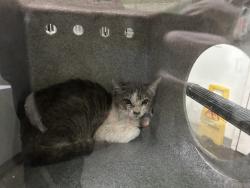 Shelter Stray Male Cat last seen , 1850 W 60th St, Los Angeles, CA 90047, USA