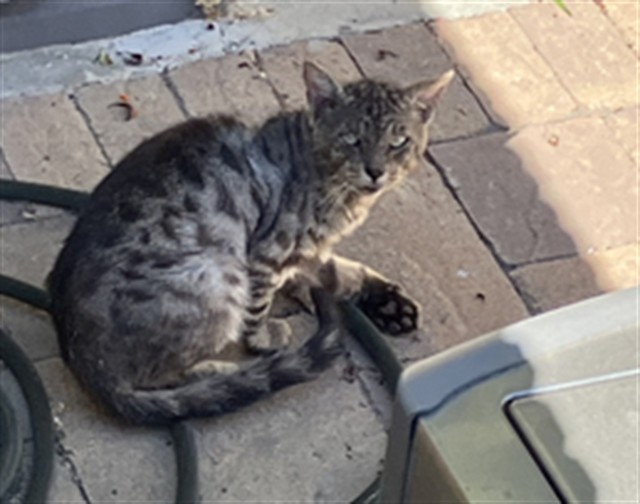 Shelter Stray Male Cat last seen Near BLK LEAL CIR, CERRITOS CA, 90703, Cerritos, CA 90703, USA
