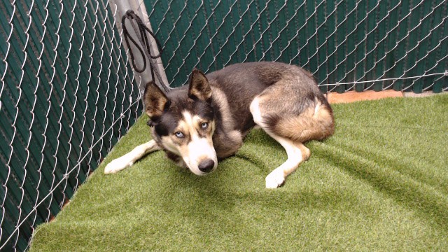 Shelter Stray Male Dog last seen , 11258 Garfield Ave, Downey, CA 90242, USA