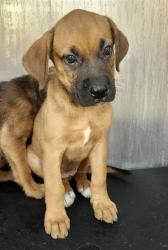 Shelter Stray Female Dog last seen Near BLOCK NW 36TH ST, 4710 TX-151, San Antonio, TX 78227, USA