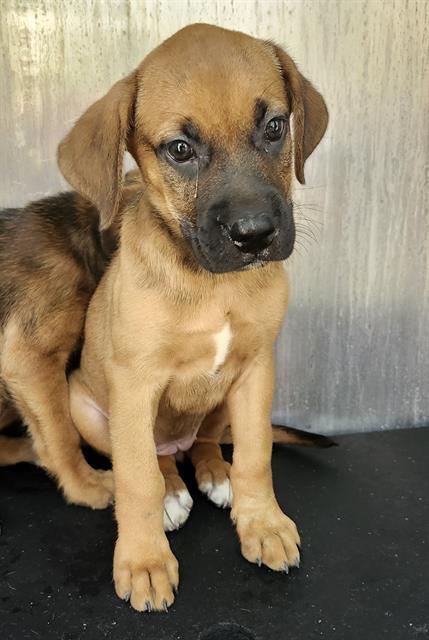Shelter Stray Female Dog last seen Near BLOCK NW 36TH ST, 4710 TX-151, San Antonio, TX 78227, USA