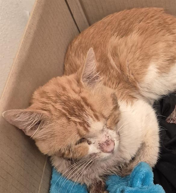 Shelter Stray Male Cat last seen Near BLOCK MCCAULEY AVE, 4710 TX-151, San Antonio, TX 78227, USA