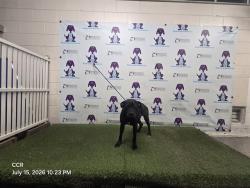 Shelter Stray Female Dog last seen , 2769 Conroy Rd, Orlando, FL 32839, USA