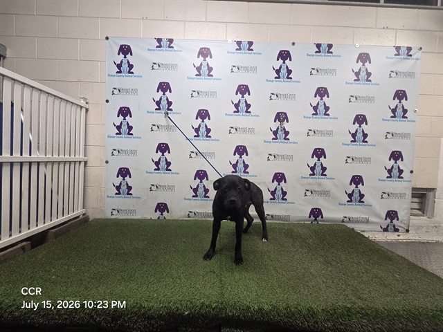 Shelter Stray Female Dog last seen , 2769 Conroy Rd, Orlando, FL 32839, USA