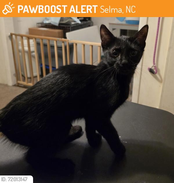 Found/Stray Male Cat last seen Johnson Street, Selma, NC 27576
