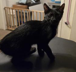 Found/Stray Male Cat last seen Johnson Street, Selma, NC 27576
