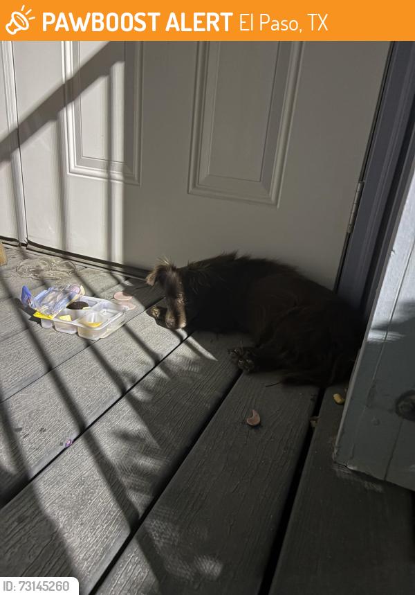 Found/Stray Unknown Dog last seen In an apmt complex called medano Hights, El Paso, TX 79912