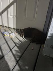 Found/Stray Unknown Dog last seen In an apmt complex called medano Hights, El Paso, TX 79912