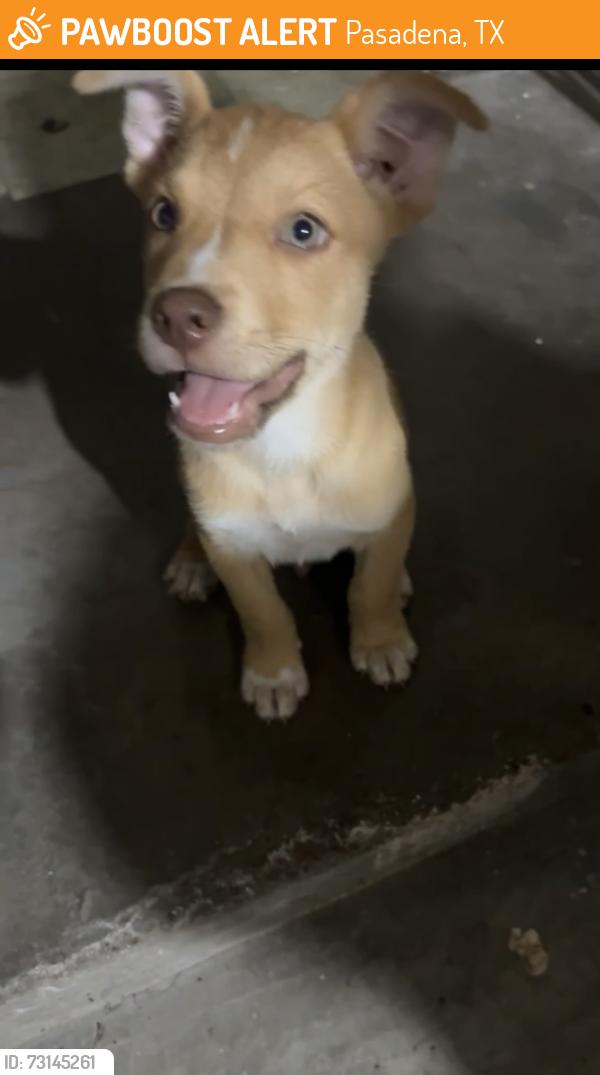 Found/Stray Male Dog last seen San Jacinto, Pasadena, TX 77502