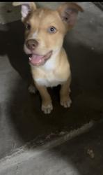 Found/Stray Male Dog last seen San Jacinto, Pasadena, TX 77502