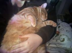 Reunited Male Cat last seen Ellerslie Rd SW, Grace Point Church, Edmonton, AB T6X 0N4