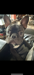 Reunited Male Dog last seen Merchants Dr knoxville TN 37912, Knoxville, TN 37912