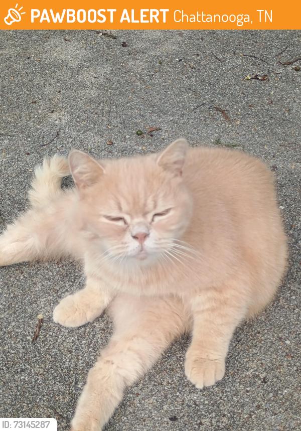 Found/Stray Male Cat last seen Fuller rd, Chattanooga, TN 37421