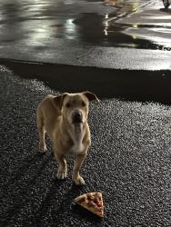 Found/Stray Male Dog last seen General McMullen, San Antonio, TX 78237