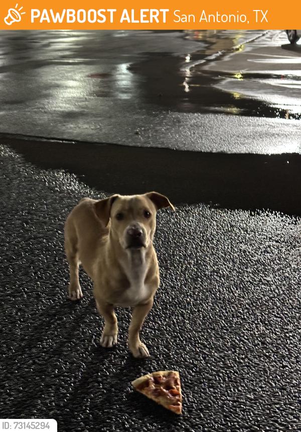 Found/Stray Male Dog last seen General McMullen, San Antonio, TX 78237