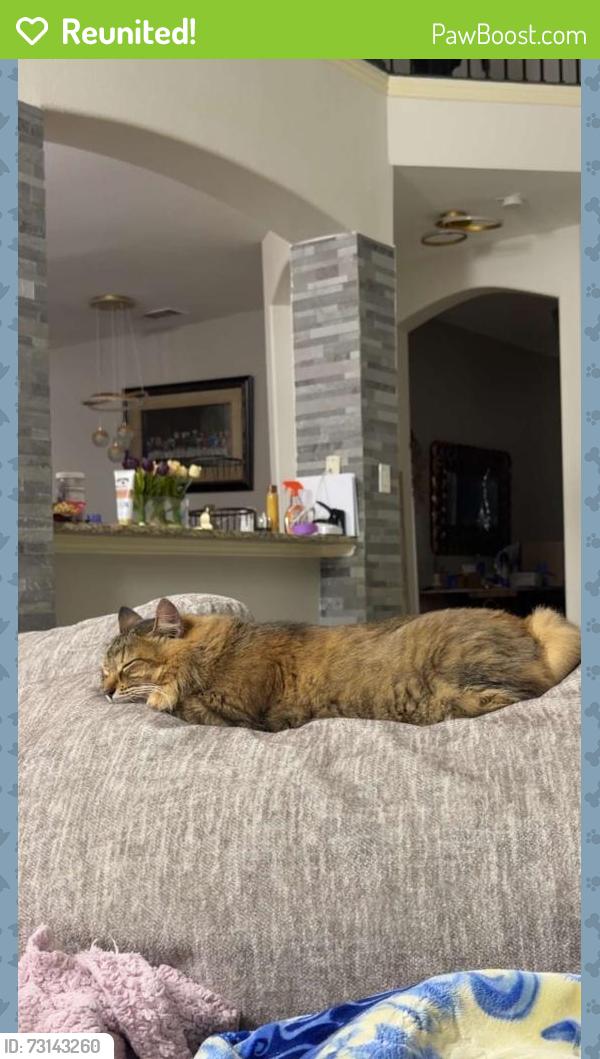 Reunited Female Cat last seen Near Cumberland Gap Dr, Fort Worth, TX 76244, USA, Fort Worth, TX 76244