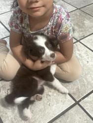 Lost Female Dog last seen Sycamore school rd and mccart, Fort Worth, TX 76123