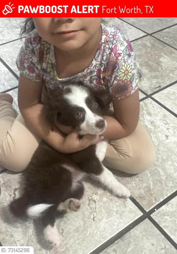 Lost Female Dog last seen Sycamore school rd and mccart, Fort Worth, TX 76123
