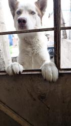 Lost Male Dog last seen Luis Donaldo Colosio, Ecatepec de Morelos, Méx. 