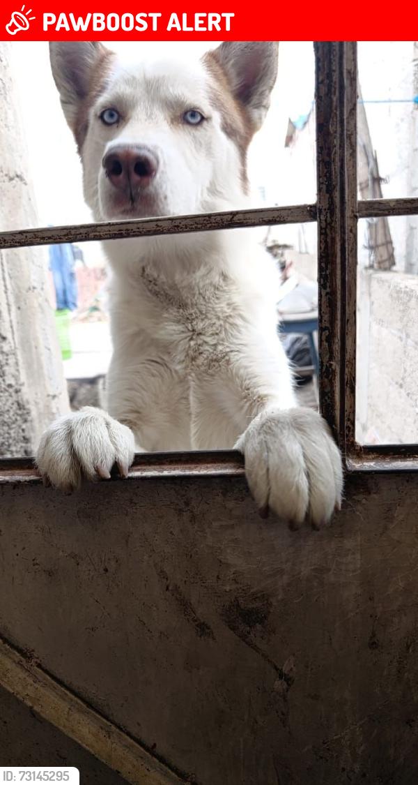 Lost Male Dog last seen Luis Donaldo Colosio, Ecatepec de Morelos, Méx. 